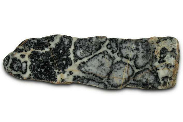 Proterozoic Columnar Stromatolite (Asperia) Slab - Australia #353613